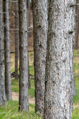 Pine tree forest on Llanddwyn beach on Anglesey Island in north Wales