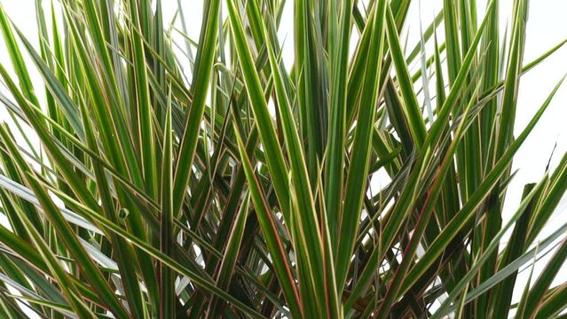 Dracaena Marginata in the nature. Dracaena marginata, commonly called red-edge dracaena, is an evergreen tree with stiff, ribbon-like red-margined green leaves and slim, curving stalks for trunks