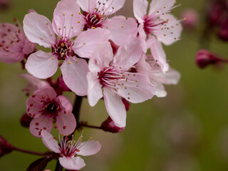 Peach flower. Branch with peach flowers.