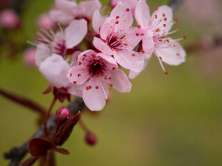 Peach flower. Branch with peach flowers.