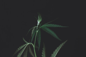 Large leaves of marijuana on a black background. Growing medical cannabis. Hemp CBD, cannabis cultivation, marijuana leaves, light leakage of color tones. Alternative medicine represented