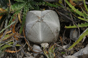 Astrophytum in Mexico