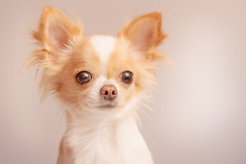 White with red spots dog breed Chihuahua on a gray background. Portrait of a dog.