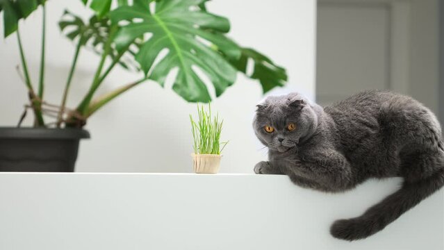 Scottish fold cat portrait on white background with green monstera indoor plant. British shorthair grey domestic cat eats green oat grass sprouts grown in flowerpot, vegetarian food for cat with vitam