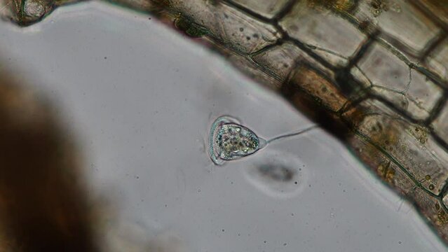 vorticella in aquarium water under the microscope - genus of bell-shaped ciliates (protozoa) - optical microscope x400 magnification