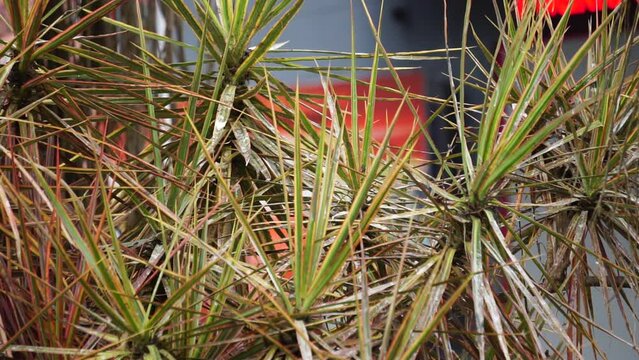 Dracaena Marginata in the nature. Dracaena marginata, commonly called red-edge dracaena, is an evergreen tree with stiff, ribbon-like red-margined green leaves and slim, curving stalks for trunks