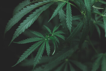 Naklejka na ściany i meble Large leaves of marijuana on a black background. Growing medical cannabis. Hemp CBD, cannabis cultivation, marijuana leaves, light leakage of color tones.