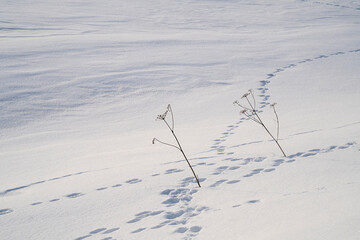 Fototapeta na wymiar Vegetation Buried in Snow