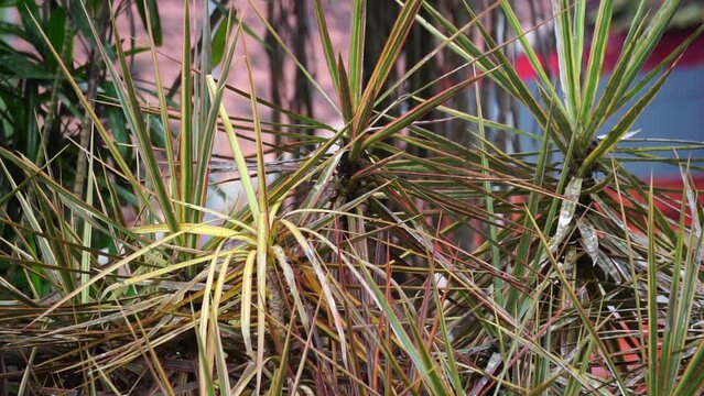 Dracaena Marginata in the nature. Dracaena marginata, commonly called red-edge dracaena, is an evergreen tree with stiff, ribbon-like red-margined green leaves and slim, curving stalks for trunks