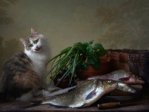Still life with fish and curious kitty