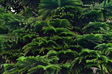 The forest pine, pino