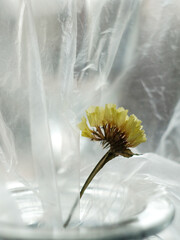 Flower close-up on cellophane. Still life ecology and flowers.