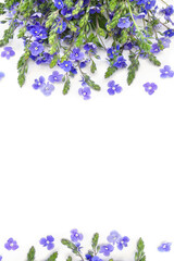 Bouquet of blue flowers speedwell ( Veronica chamaedrys, the germander speedwell, or cat's eyes ) on white background with space for text. Top view, flat lay
