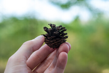 Naklejka na ściany i meble Small pine cone in hand close up
