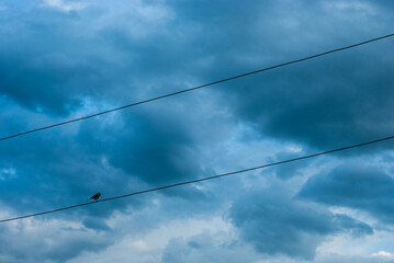 A bird sits on a power line wire against a dark blue cloudy sky