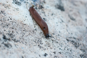 Brown slug crawls on white stone 