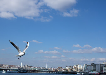 Fototapeta na wymiar seagull in the sky, seagull flying freely under the blue sky