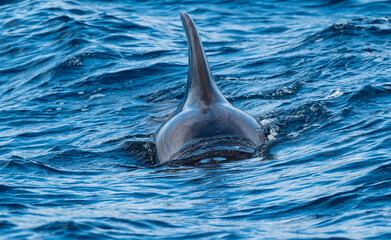 Obraz premium Baleine Pilote prise à Tenerife