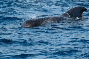 Baleine Pilote prise à Tenerife