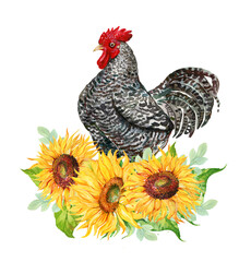 Black Rooster And Sunflower Flowers Watercolor Hand Illustration - 496356340