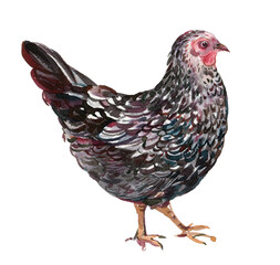Black chicken watercolor hand painting illustration on isolated white background