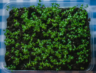 cress salad microgreen close-up, young sprouts of cressalat in the ground, vegetable garden on the windowsill, growing microgreen at home, greenery selective focus