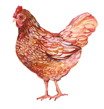 chicken watercolor hand painting illustration on isolated white background