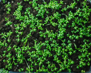 cress salad microgreen close-up, young sprouts of cressalat in the ground, vegetable garden on the windowsill, growing microgreen at home, greenery selective focus