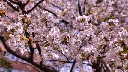 cherry blossom