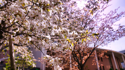 cherry blossom