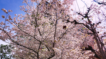 cherry blossom