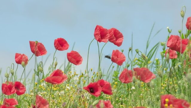 Red Poppy Flowers in wild nature on blue sky background, close-up. Beautiful wildflowers on green field in full bloom against sunlight. Wind sways poppies. Concept of Memorial Day, beauty of nature, s