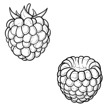 recommend clip art: Raspberry or blackberry sketch. Vector illustration.