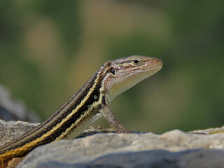 closeup of a lizard on green background