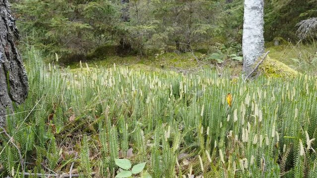 The green clubmoss ferns on the ground near the trees in the forest in Estonia