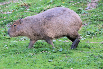 A close up of a Capabara
