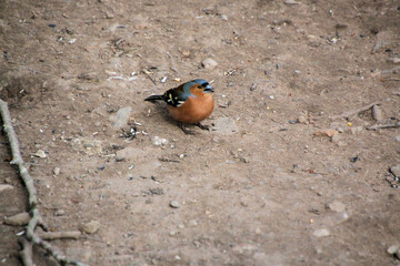 A Chaffinch on the ground