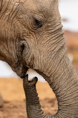 African elephant drinking water, close up, Addo Elephant National Park