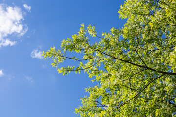 Background of spring flowering Padus against the sky. Beautiful nature scene with blossoming tree and sun flare. Sunny day. Spring flowers. Abstract blurred background. Spring, copy space