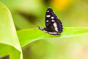 White Admiral butterfly (limenitis arthemis) on a green leaf