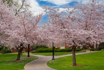 Several  flowering cherry trees and paved walkways  on the campus of Willamette University in Salem Oregon