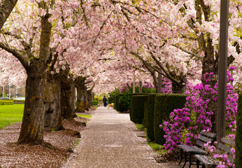 A path lined wiith flowering cherry trees, in front of the Oregon State Capitol building in Salem Oregon. - obrazy, fototapety, plakaty
