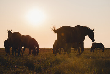 The silhouette of a herd of horses against the backdrop of sunset.