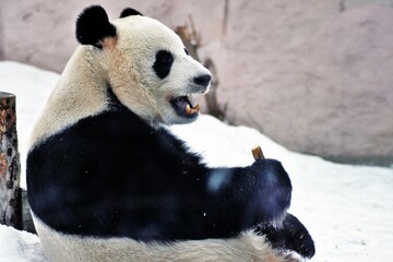 Naklejka premium giant panda eating bamboo