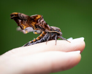 A small eyed sphinx moth resting on a hand.
