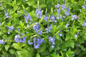 In nature, among the herbs grows veronica teucrium