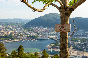 The forest on the Floyen hill. Bergen, Norway.