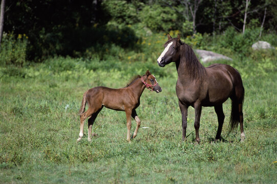 Horse and a foal in a field
