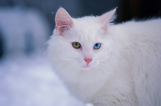 Close-up of a cat - Powered by Adobe
