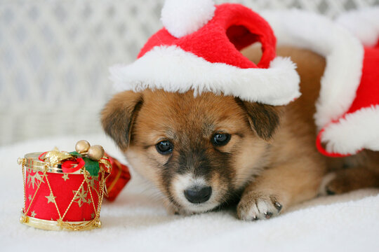 Close-up of a puppy wearing a Santa hat and lying near a Christmas ornament